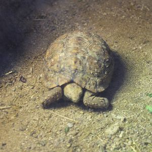 Tortoise ID