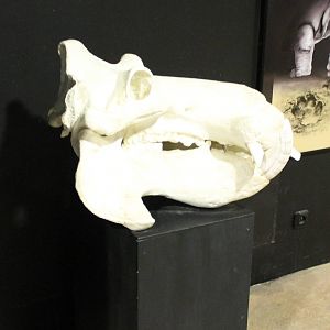 Skull Hippo