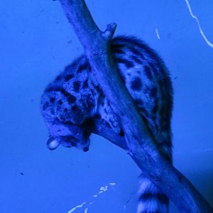 European Genet 140216