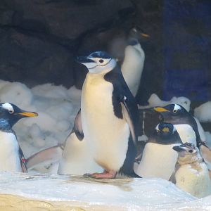 Chinstrap Penguin 140216