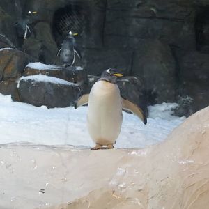 Gentoo Penguin 140216