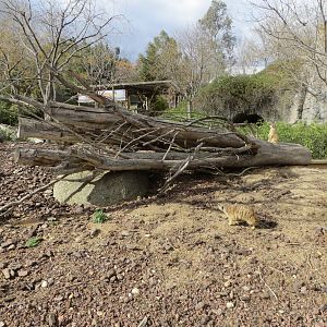 Meerkat enclosure 140216