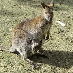 Red-necked Wallaby 140216
