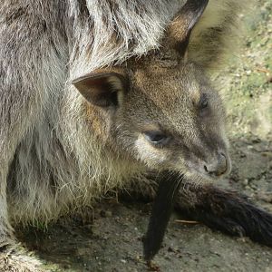 Red-necked Wallaby 140216