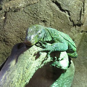 Crocodile Monitor 140216