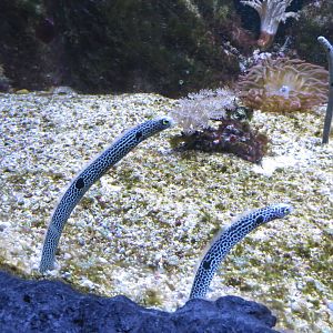 Spotted Garden Eel 140216