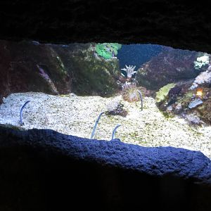 Spotted Garden Eel 140216
