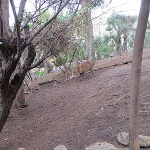 Reeves Muntjac 140216