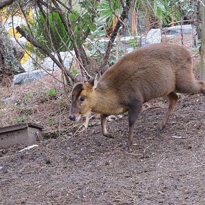 Reeves Muntjac 140216