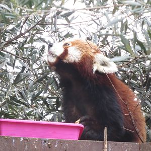 Lesser Panda 140216