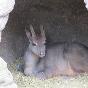 Grey Brocket Deer 140216