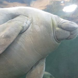 Antillean Manatee 140216