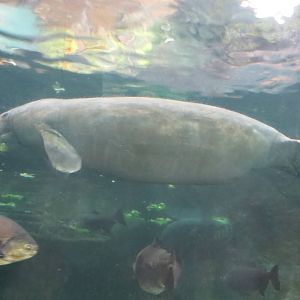 Antillean Manatee 140216