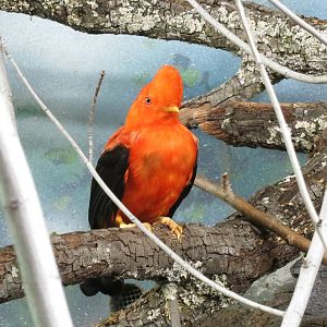 Andean Cock-of-the-rock 140216
