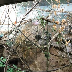 Andean Cock-of-the-rock 140216