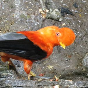 Andean Cock-of-the-rock 140216