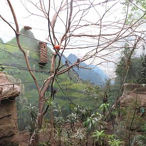 Jungle exhibit 140216