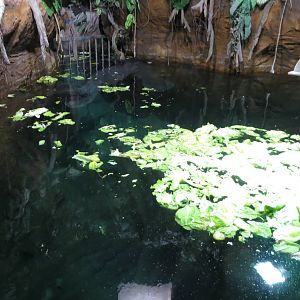 Manatee exhibit 140216
