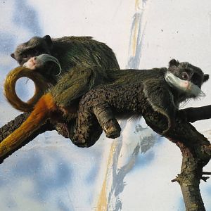 Emperor Tamarins 140216