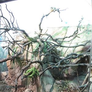 Emperor Tamarins 140216