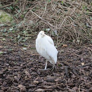 Cattle Egret 140216