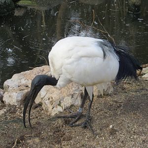 Sacred Ibis 140216