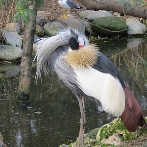 Grey Crowned Crane 140216