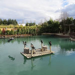 Cormorants and Grey Heron (wild) 140216