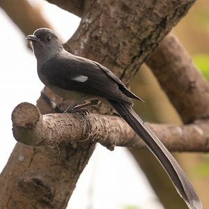 Long-tailed sibia : Thrigby Hall : 25 Mar 2016