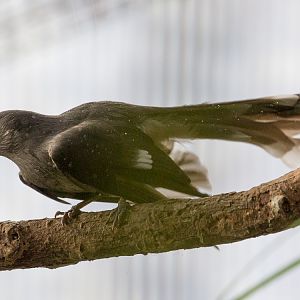 Long-tailed sibia : Thrigby Hall : 25 Mar 2016