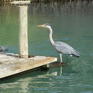 Grey Heron (wild) 140216