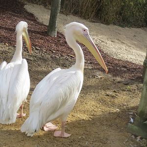 Pink-backed Pelican 140216