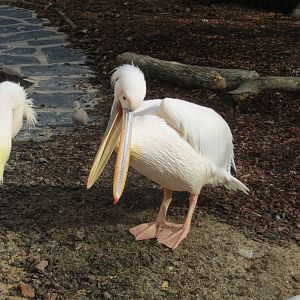 Pink-backed Pelican 140216