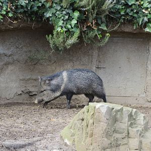 Collared Peccary 140216