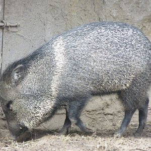 Collared Peccary 140216