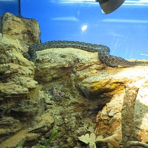 Lance-headed Rattlesnake 140216