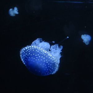 Jellyfish sp. 140216