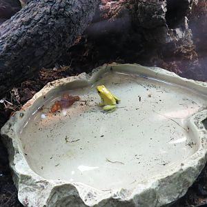 Golden Poison Dart Frog 140216