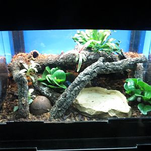 Blue Poison Dart Frog 140216