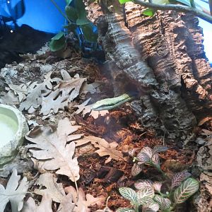 Barons Green Racer 140216