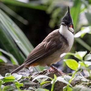 Red-whiskered bulbul : Thrigby Hall : 25 Mar 2016