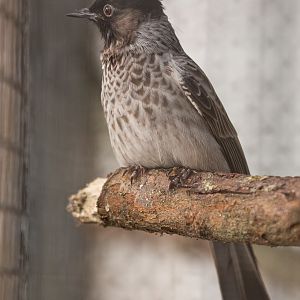 Red-vented bulbul : Thrigby Hall : 25 Mar 2016