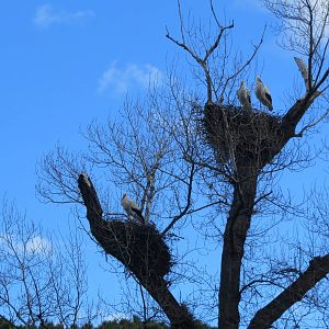 White Storks (wild) 150216