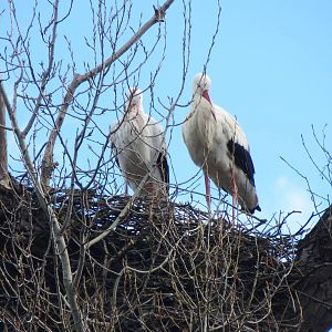 White Storks (wild) 150216