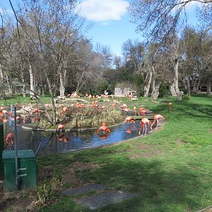 Flamingo enclosure 150216
