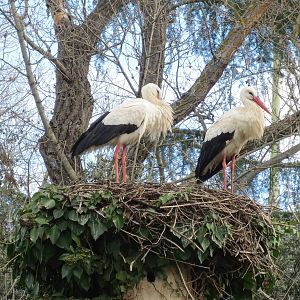 White Storks (wild) 150216