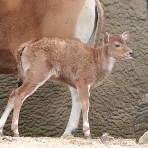 New Banteng Calf