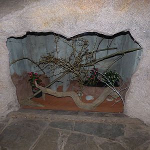 New exhibit in Fruit Bat Forest next to Tenerec enclosure