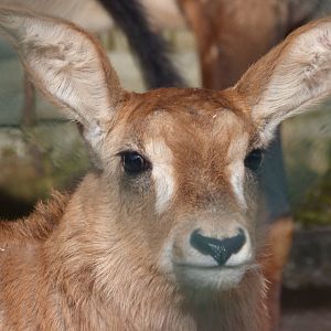 Roan Antalope calf