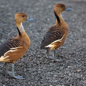Fulvous whistling-duck : Thrigby Hall : 25 Mar 2016